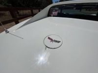 Chevrolet Corvette C3 - <small></small> 20.000 € <small>TTC</small> - #11