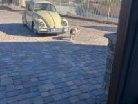 Volkswagen Beetle - Classic  - <small></small> 24.800 € <small>TTC</small> - #19