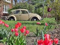 Volkswagen Beetle - <small></small> 24.000 € <small>TTC</small> - #4