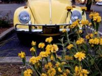 Volkswagen Beetle - <small></small> 18.000 € <small>TTC</small> - #2