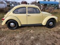 Volkswagen Beetle (Pre-1980)  - <small></small> 19.000 € <small>TTC</small> - #6