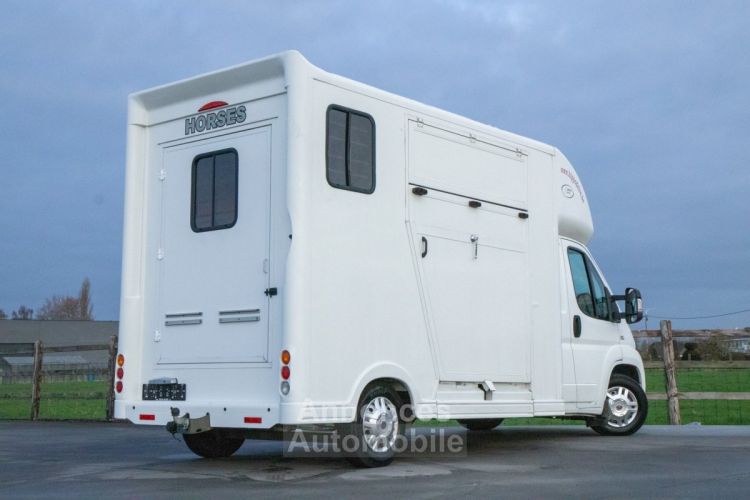 Fiat Ducato Horsetruck - 2 PAARDS - TREKHAAK - AIRCO - LICHTE VRACHT - <small></small> 29.999 € <small>TTC</small> - #38
