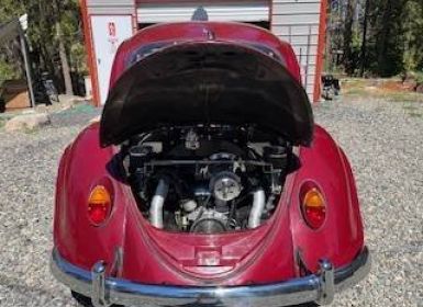 Volkswagen Beetle Vw 